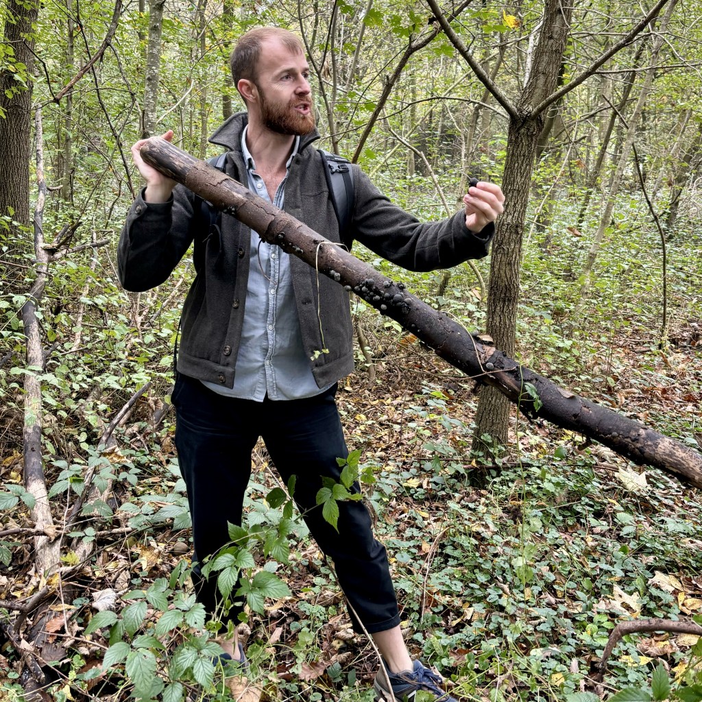 cueillette champignons paris