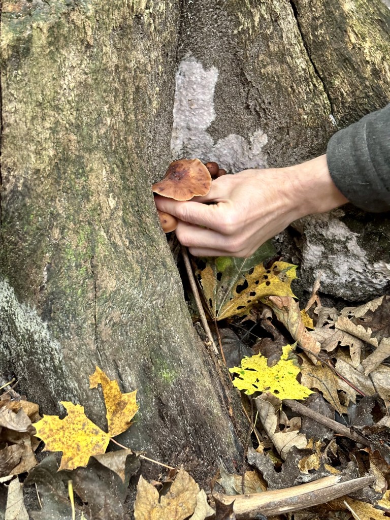cueillette champignons paris